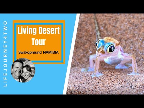 Namibia's Hidden Gems: Discover the Mysteries of the Little 5 Desert Tour!