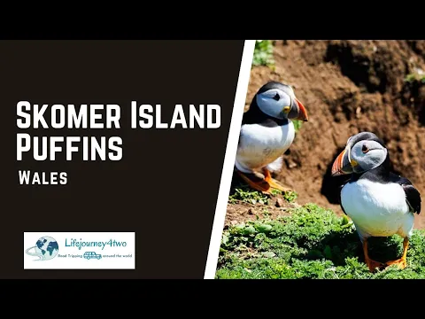 Skomer Island Puffins - Puffin Fun