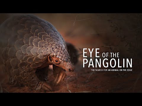 Eye of the Pangolin. Pangolin Documentary in HD.