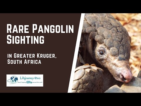 Rare Pangolin Sighting in Greater Kruger