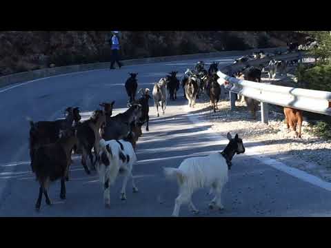Albania's road goats