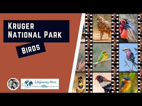 Birds of Kruger National Park, South Africa