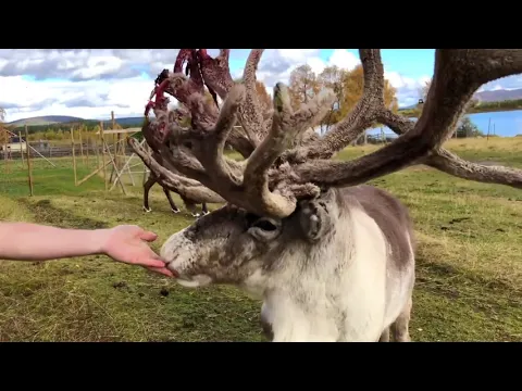 Nutti Sami Siida - Reindeer Herds
