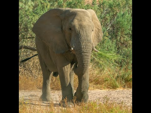 Ugab River desert elephants, Namibia - Close Encounters