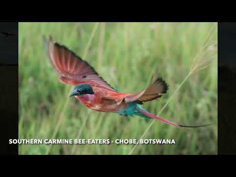 Southern Carmine bee eaters, Chobe National Park, Botswana