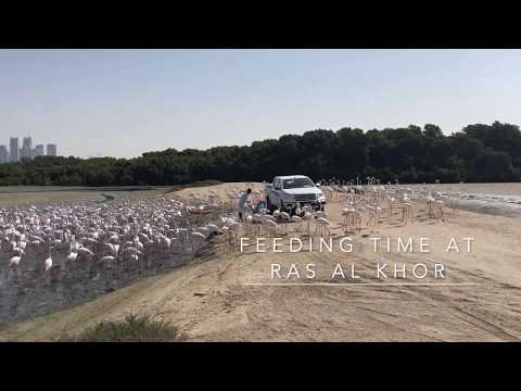 Greater Flamingos Feeding Time at Ras Al Khor, Wildlife Sanctuary, Dubai, UAE, Middle East
