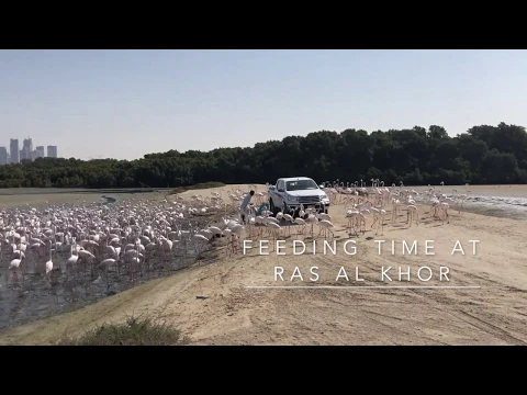 Greater Flamingos Feeding Time at Ras Al Khor, Wildlife Sanctuary, Dubai, UAE, Middle East