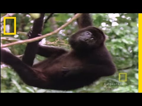Howler Monkeys | National Geographic