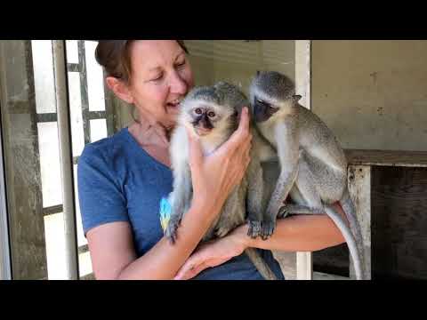 Volunteering with Animals in South Africa