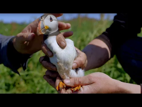 Cute Baby Puffin Sees World for the First Time! | World Beneath Your Feet | BBC Earth