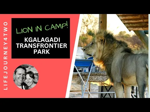 Kgalagadi National Park Camping and Self-Drive Safari - lions in camp twice!
