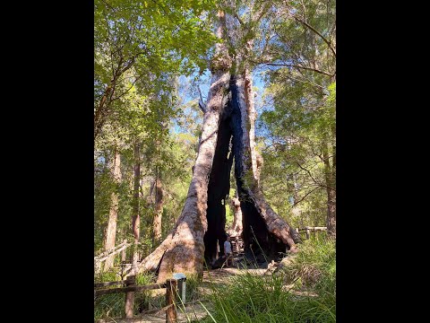 Exploring the Majestic Giant Tingle Tree in Walpole, Western Australia | Lifejourney4two