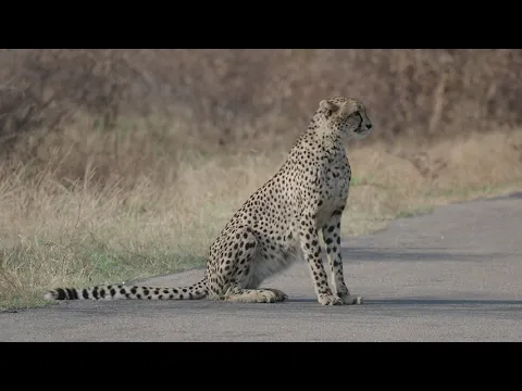 Three Cheetahs often spotted on Doispan in Kruger National Park