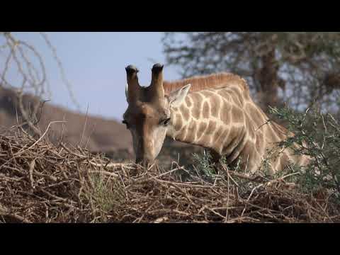 Desert Elephants and our Dry River Bed Drive in Namibia