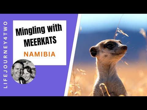 Mingling with Meerkats in Namibia