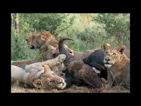 Lions on buffalo kill chased by hyena in force, Klaserie Private Nature Reserve, South Africa