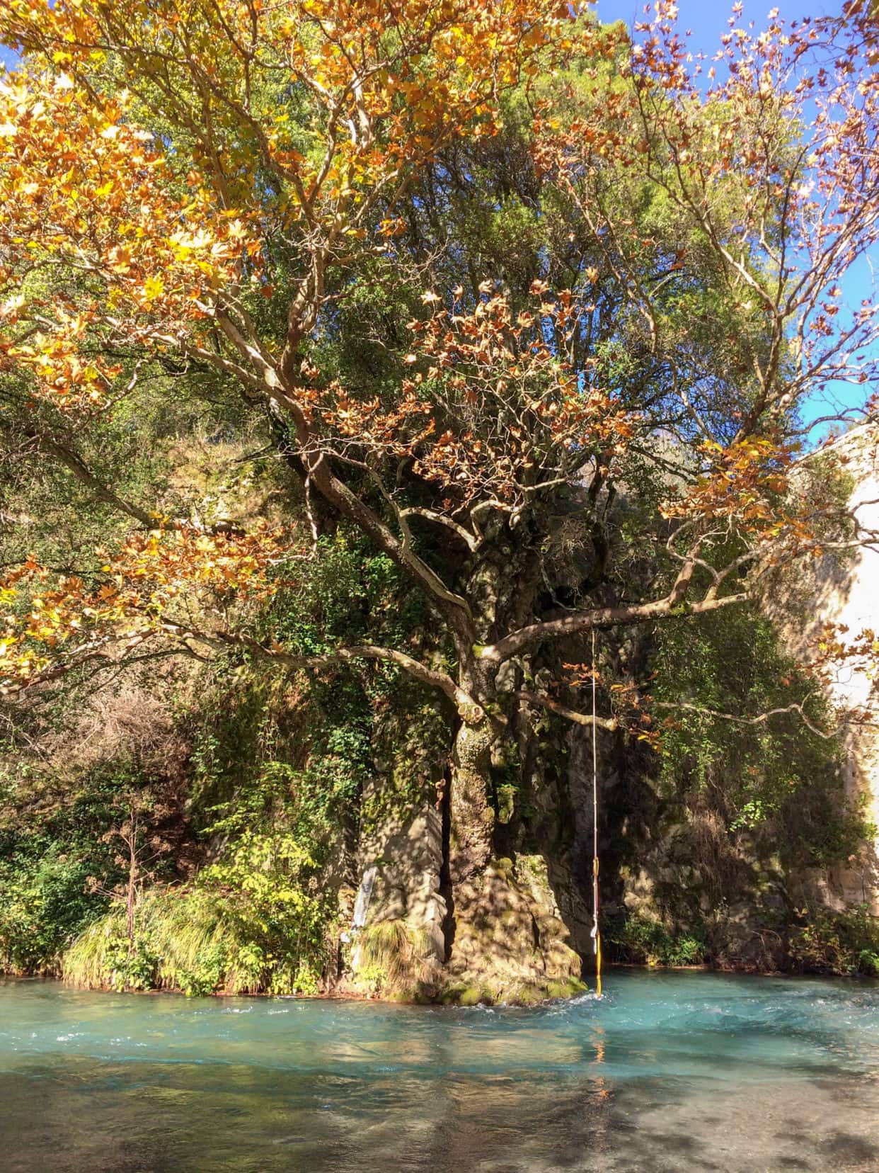 turqoise river with tree with autumn leaves over the river