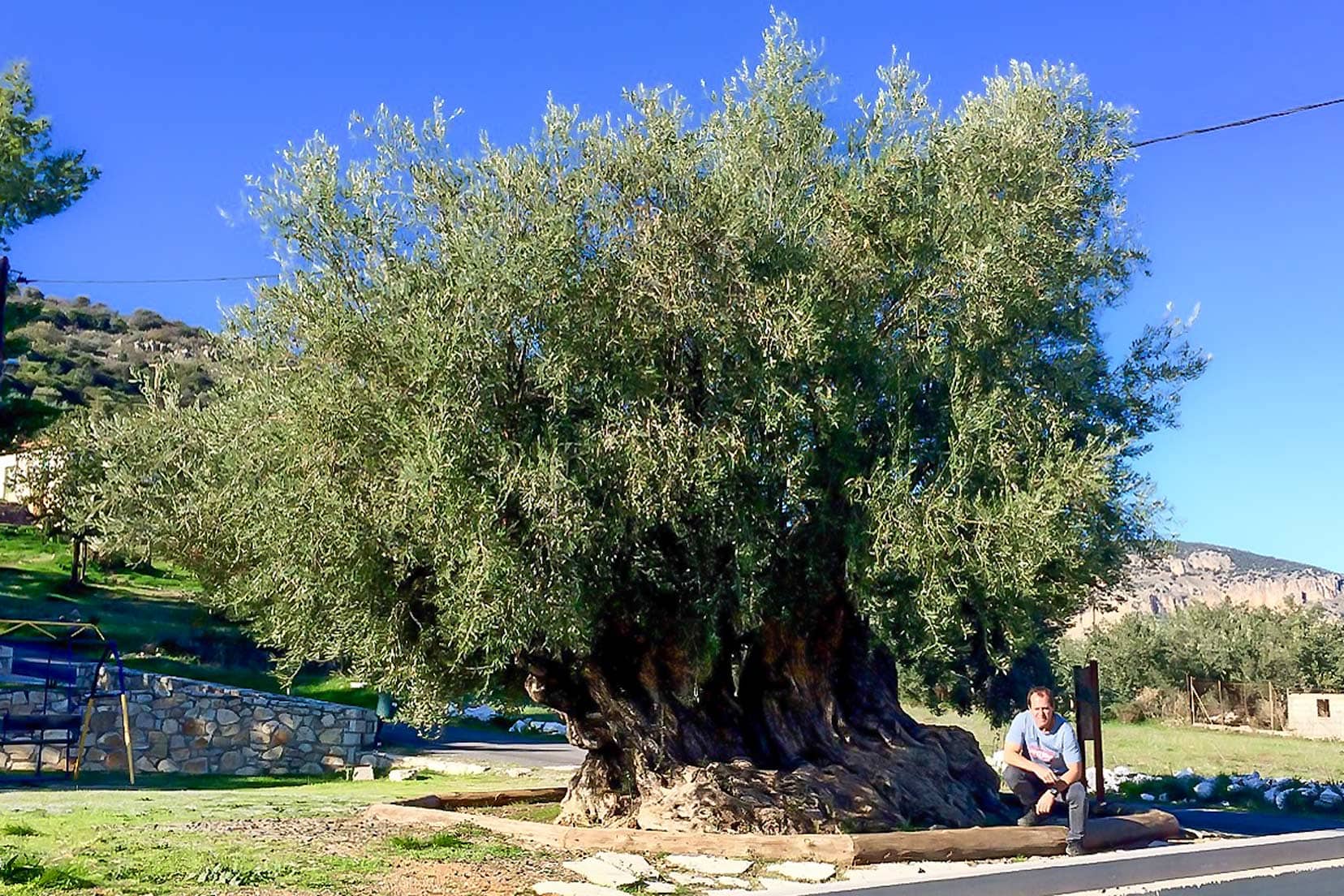 katroufa olive tree 2000 years old