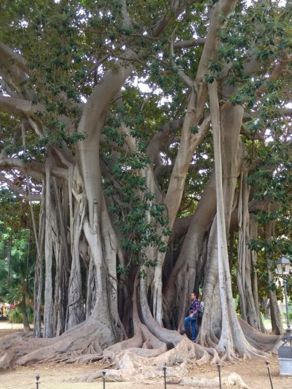 A huge Fig tree with many intersecting branches