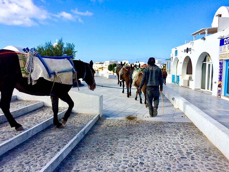 Donkeys being walked through Oia, Santorini