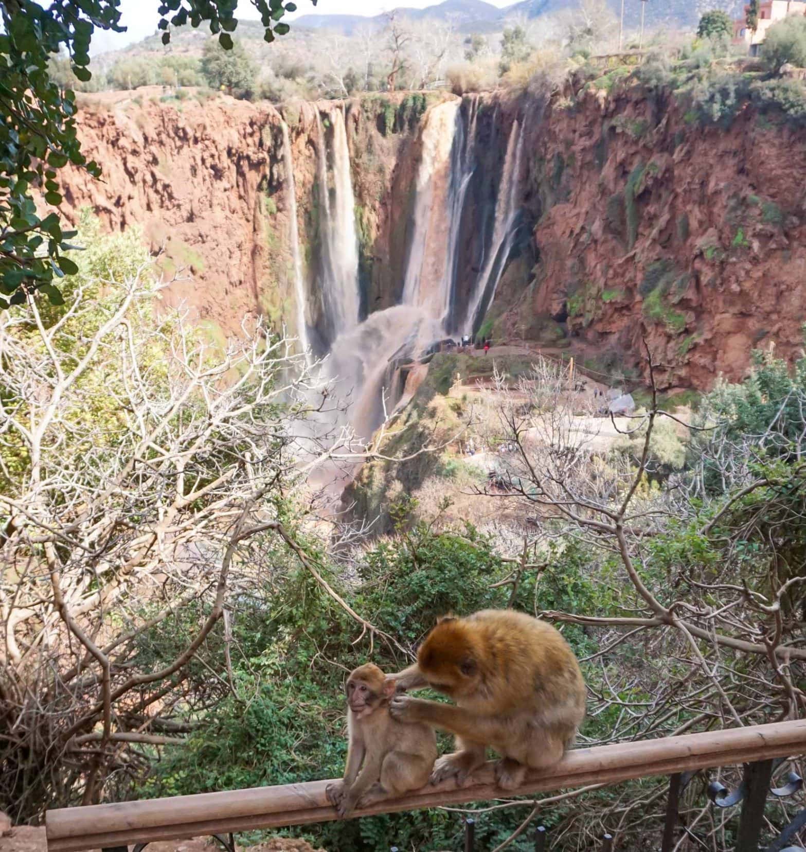 ouzoud-waterfalls and monkeys