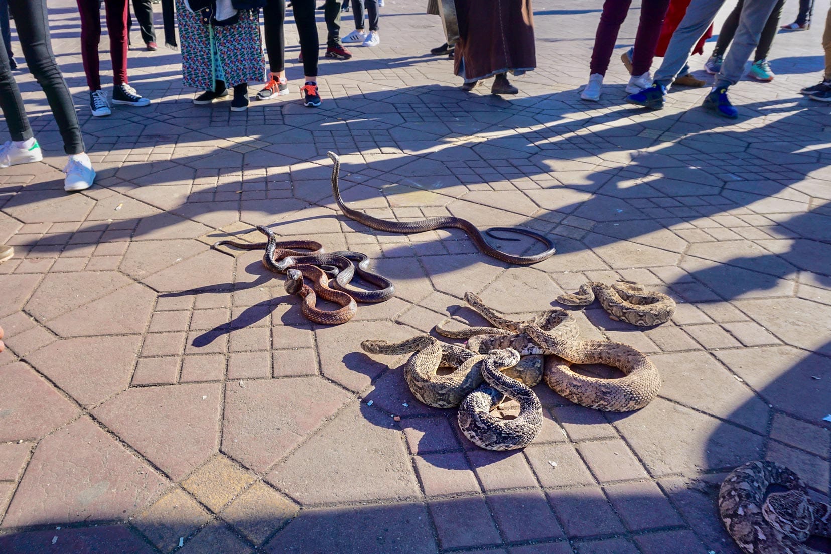 snakes-at-market