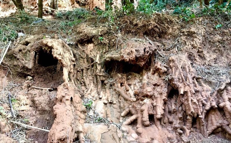 brown coloured petrified roots of an olive tree. The roots are exposed on the side of the path 
