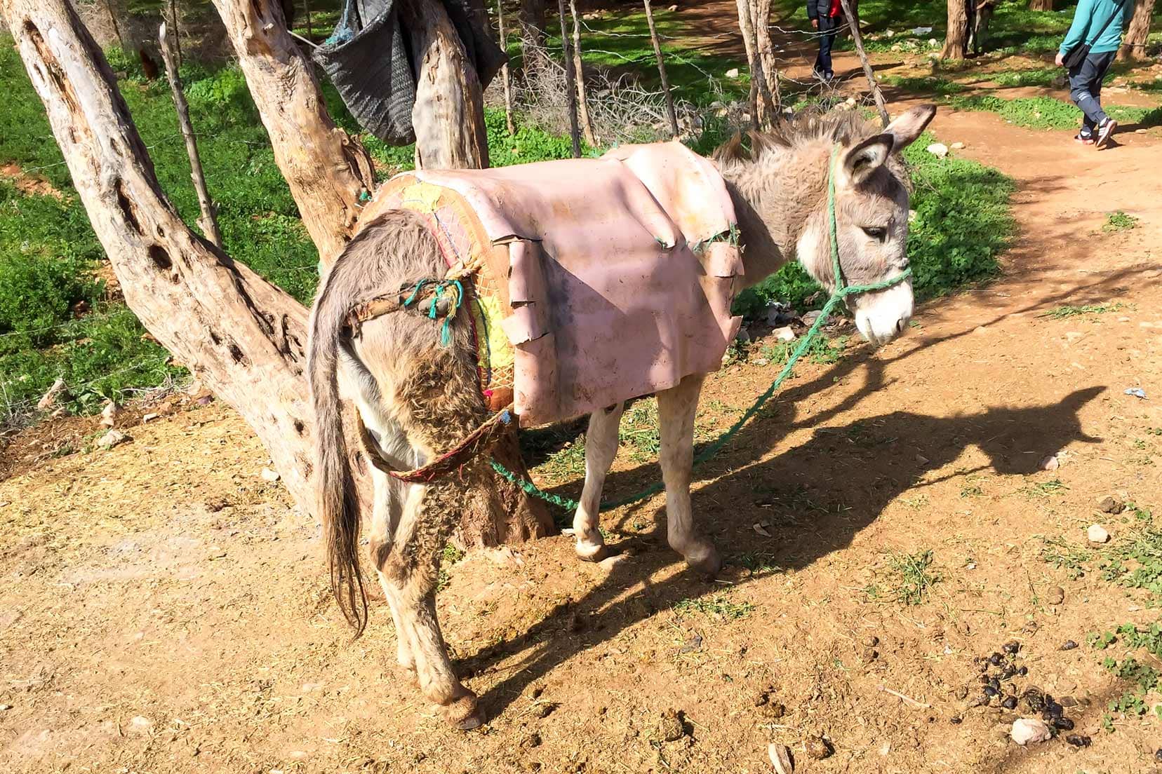 donkey-waiting-for-owner