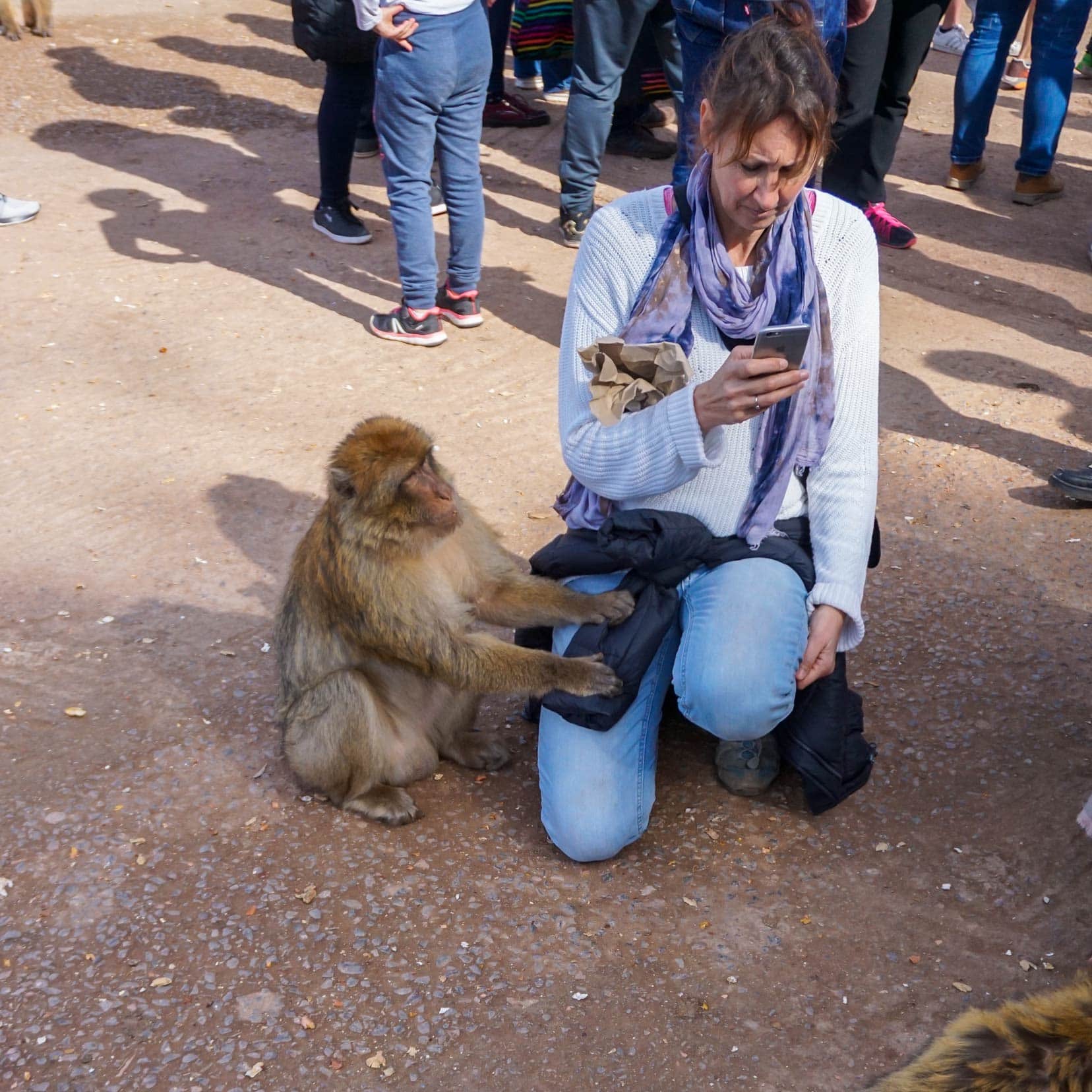monkey-begging-for-food