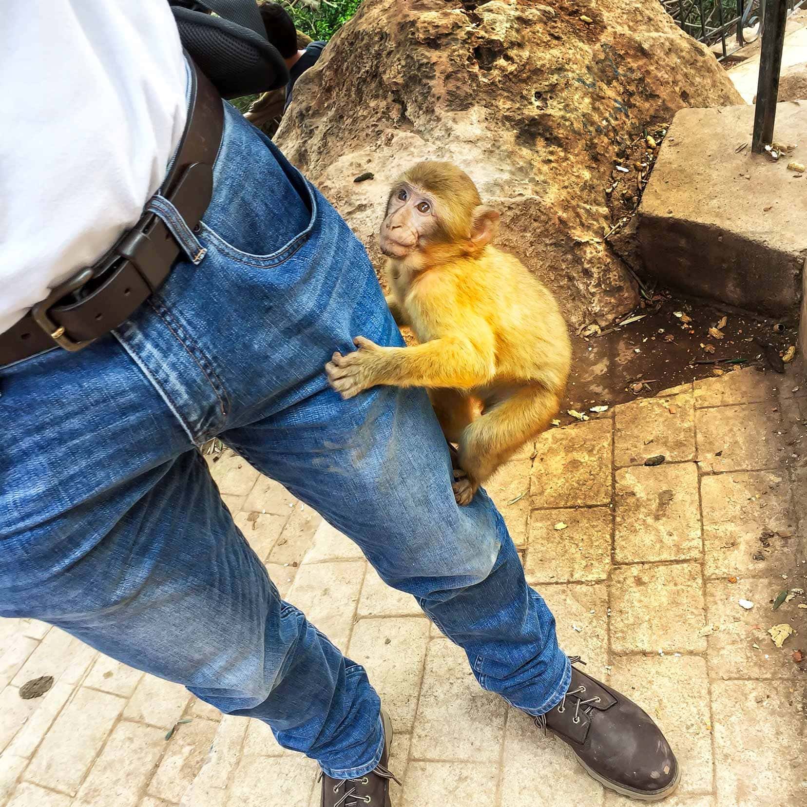 monkeys-climbing-my-leg