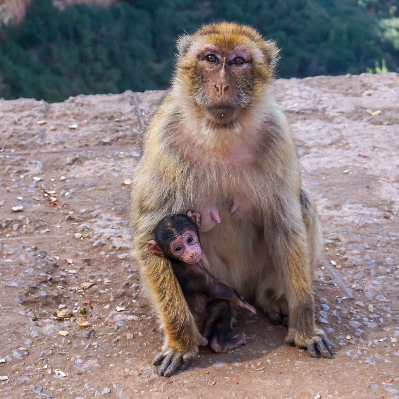 monkeys-mum-and-bub-at-ouzoud