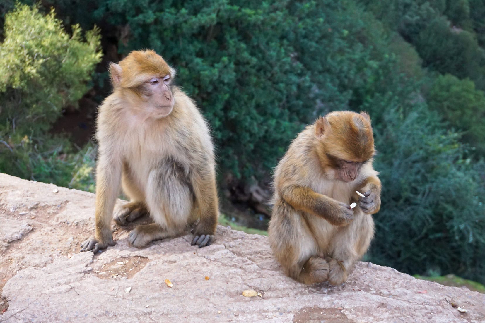 monkeys-not-sharing-food