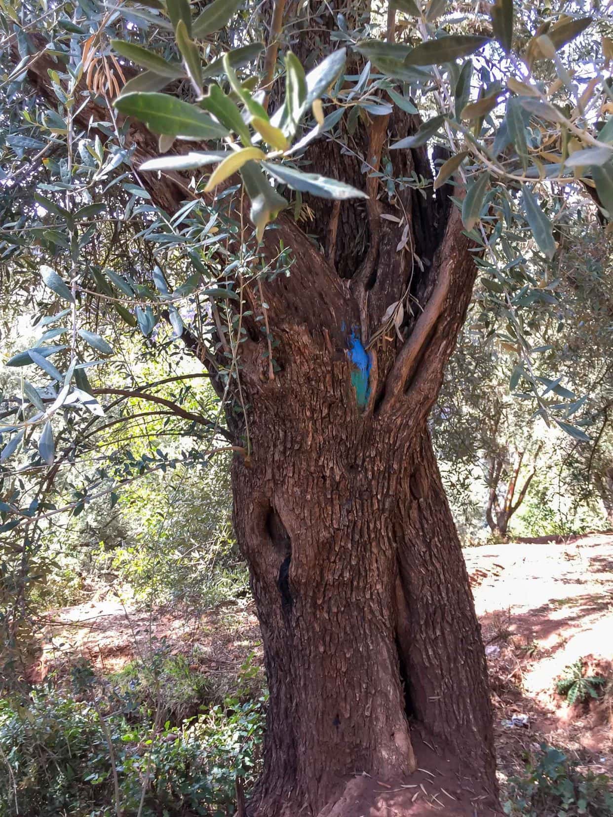 olive tree at Ouzoud Falls