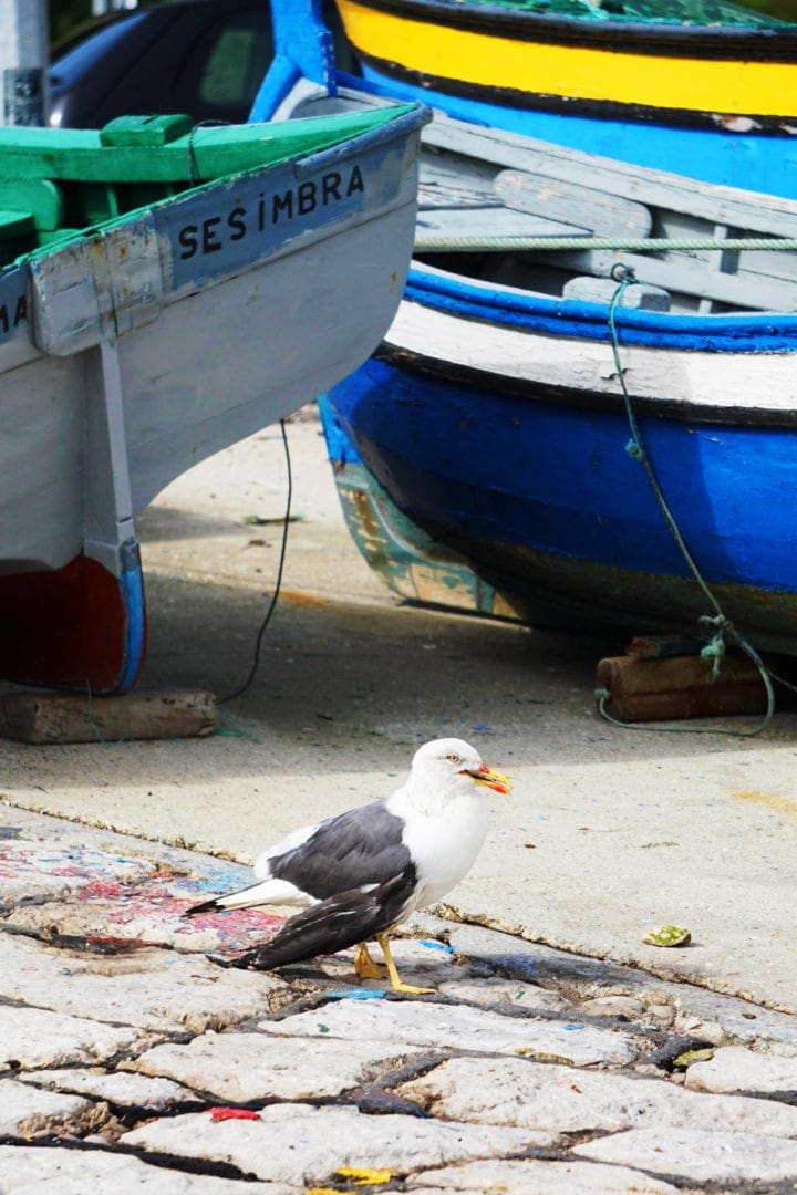 seagull by the coloured boats of Sesimbra