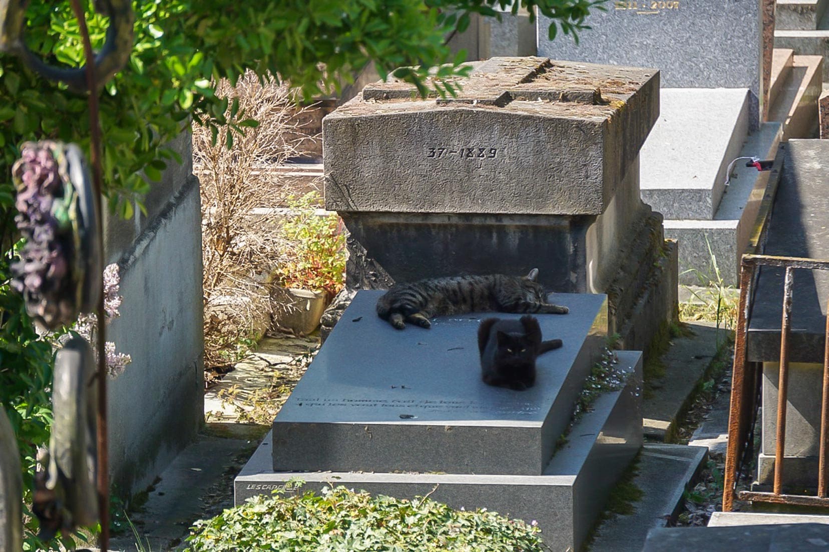 -montmartre-cemetery- cat