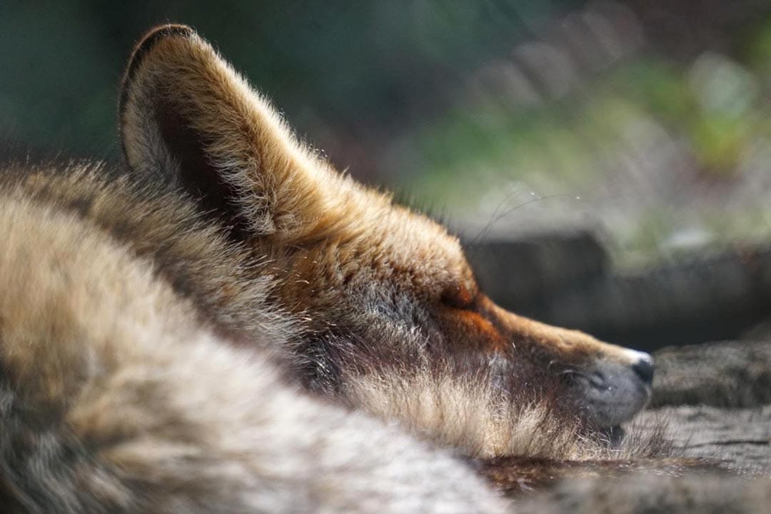 Fox-at-Parque-biologico