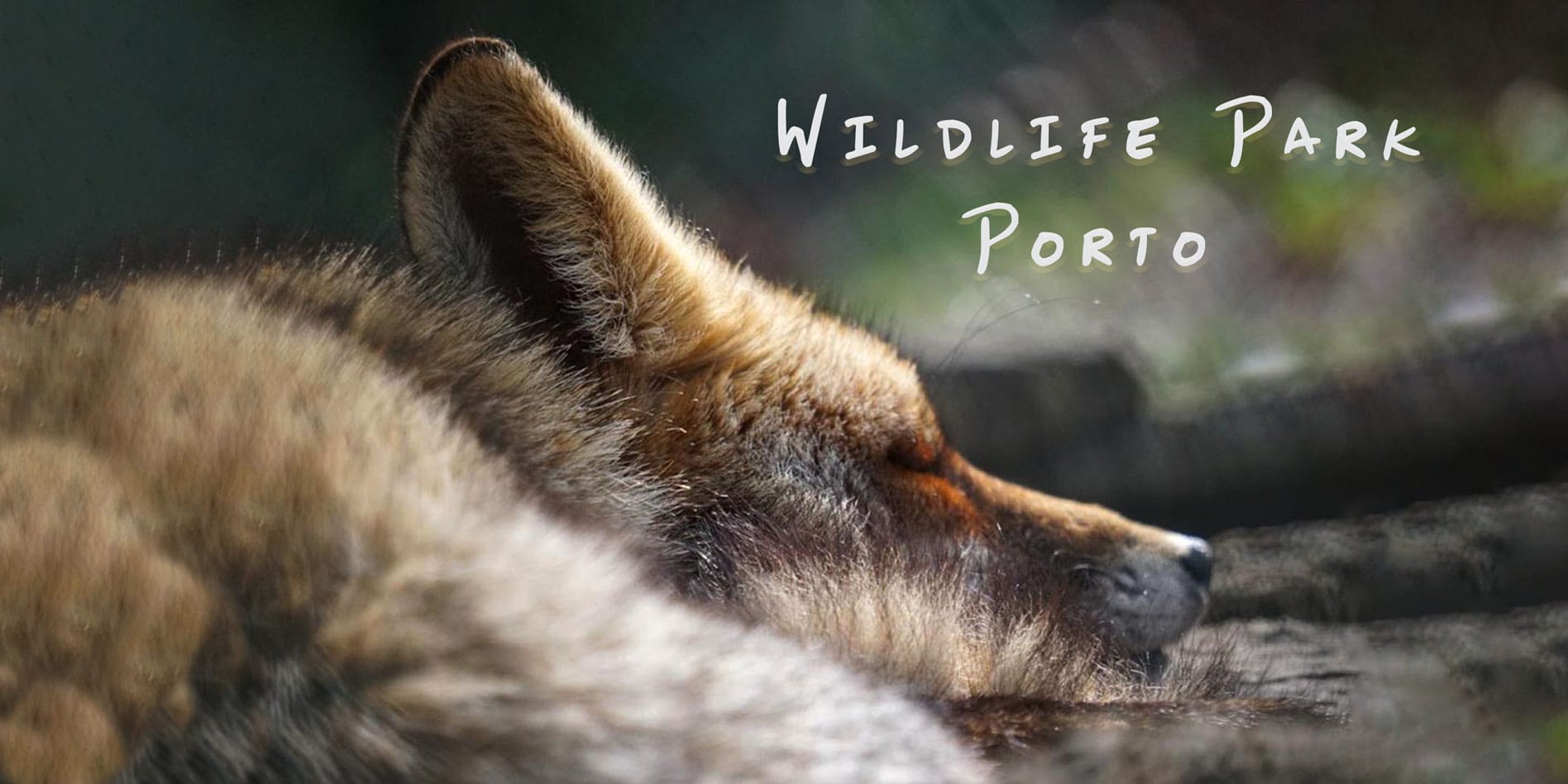 Wildlife-Park-Porto header of fox sleeping