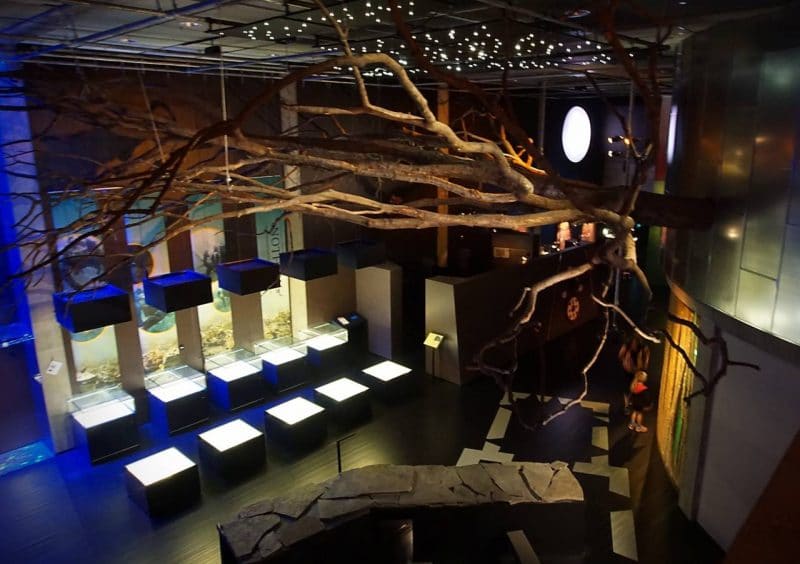 The exhibition room - in the ceiling are tree branches. There are 10 display boxes on the ground floor and there are small lights in the ceiling representing stars. The centre and exhibitions show many details of the Viking kings and other Norwegian histories
