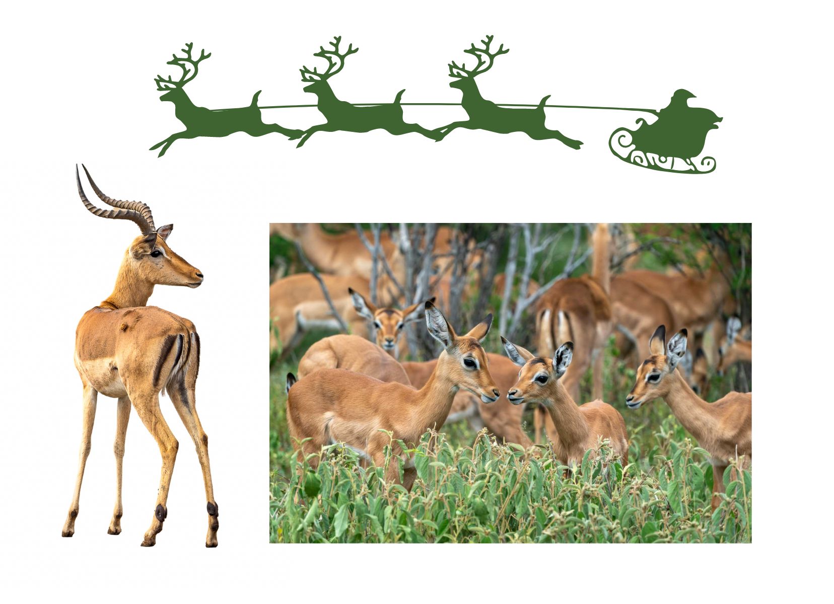 Impala in Africa with a graphic of santa and reindeer over the top 
