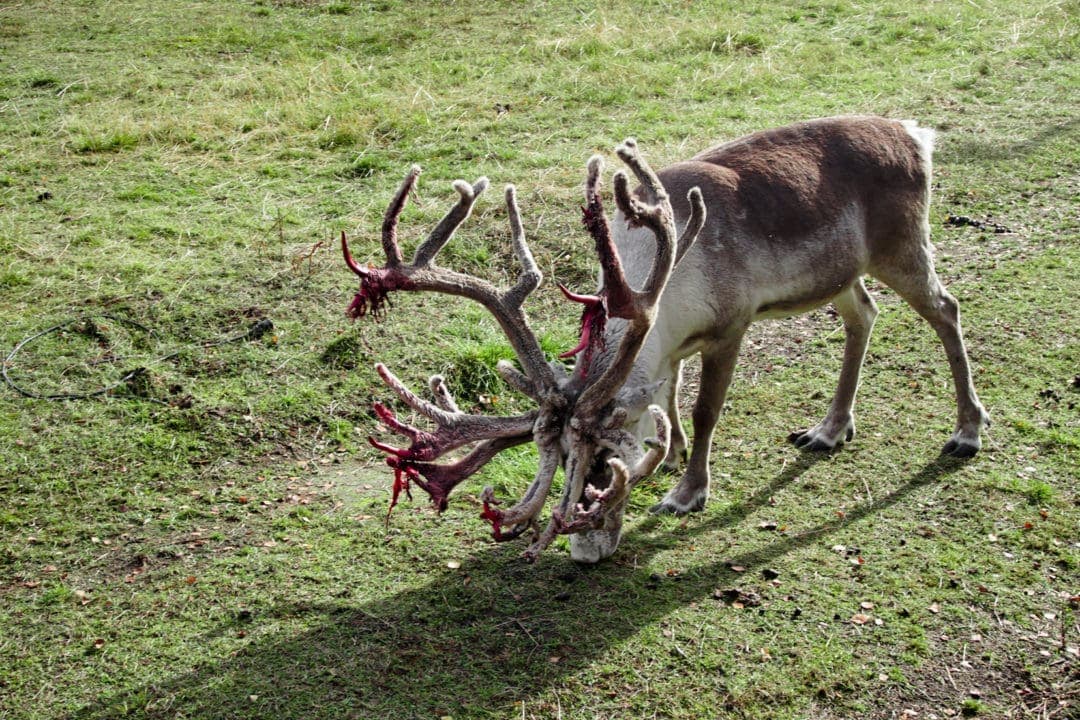 nutti sami siida reindeer shedding it's antlers which look all bloody. 