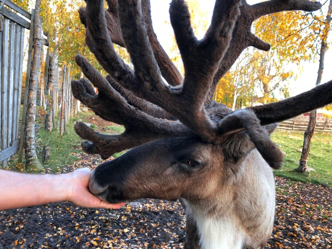 reindeeer feeding from a hand