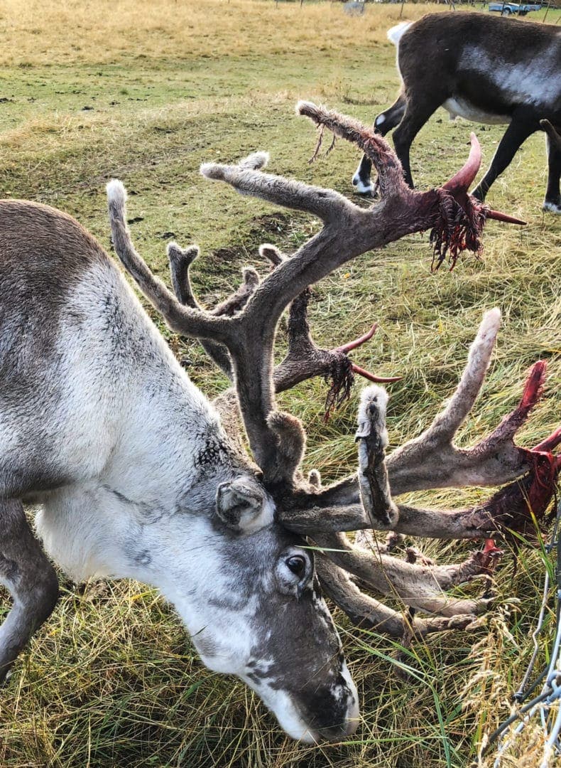 reindeer horns shedding their velvet 