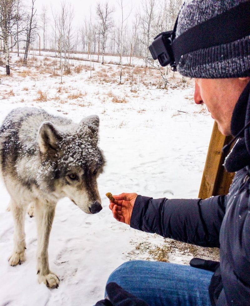 Lars dressed in blue jeans and black jacket is hand feeding a wolfdog at Yamnuska Sanctuary. There is snow on the ground.