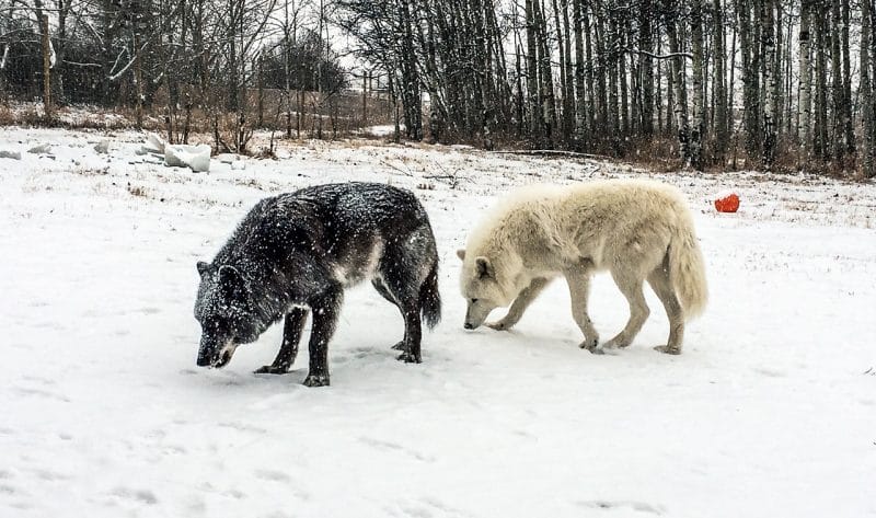 A black and a white wolfdog in the snow.