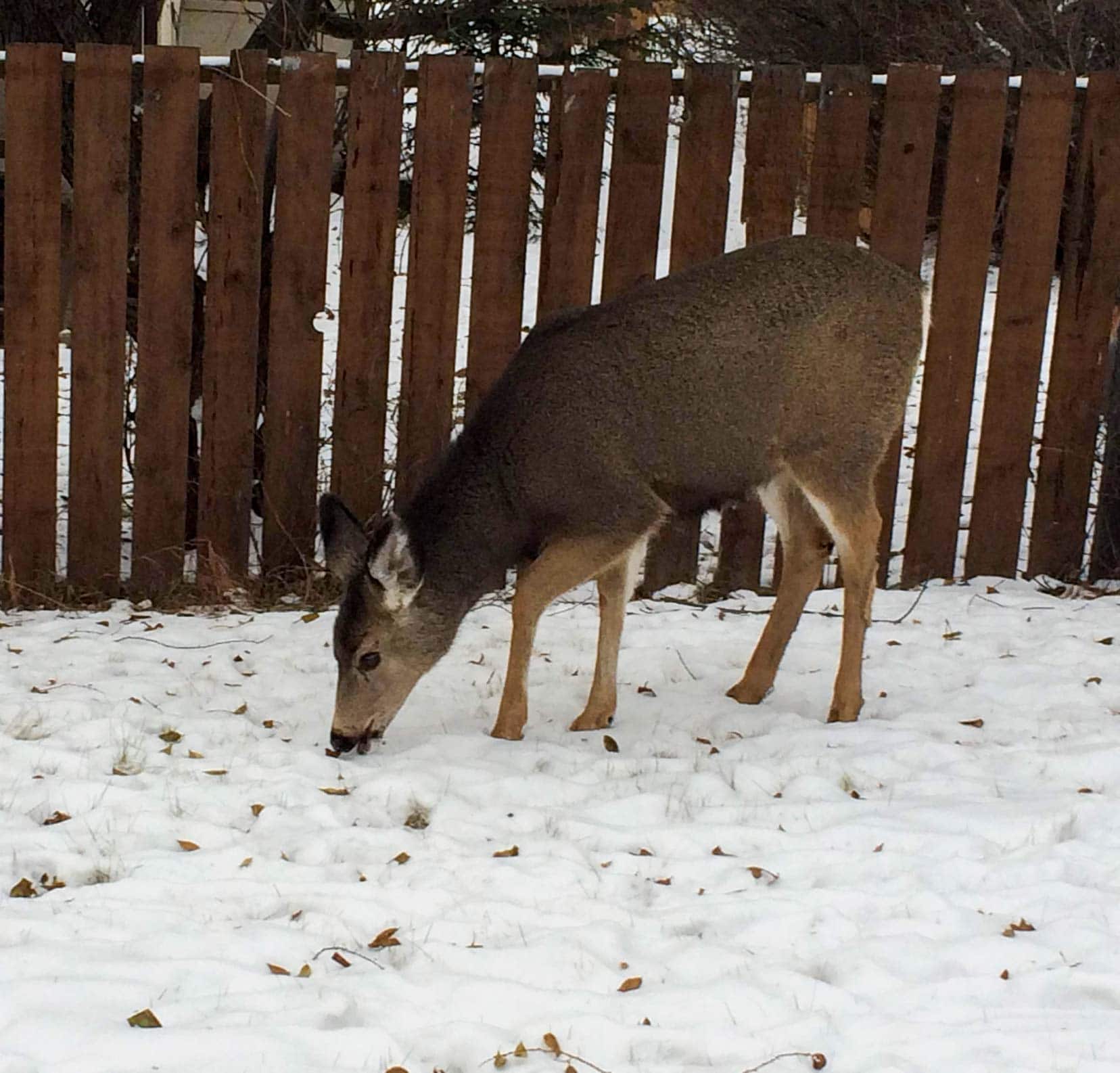 Christmas-in-Banff-Deer-grazing