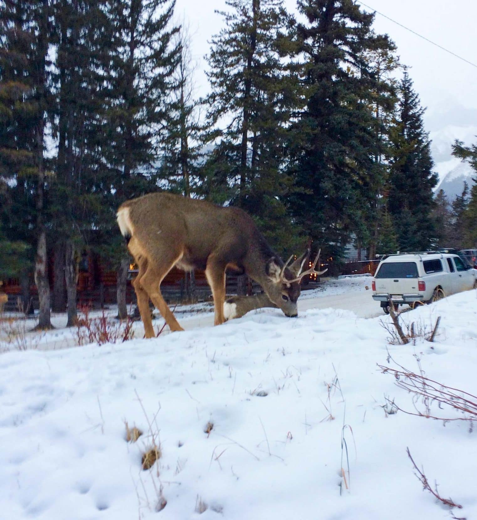 Christmas-in-Banff-Deer- grazing in the snow 