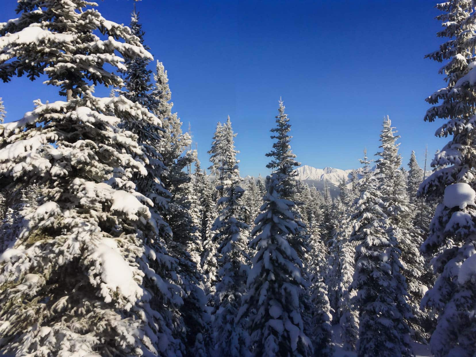 Christmas-in-Banff-Snow-scene fir trees covered in snow with snow mountains in the background