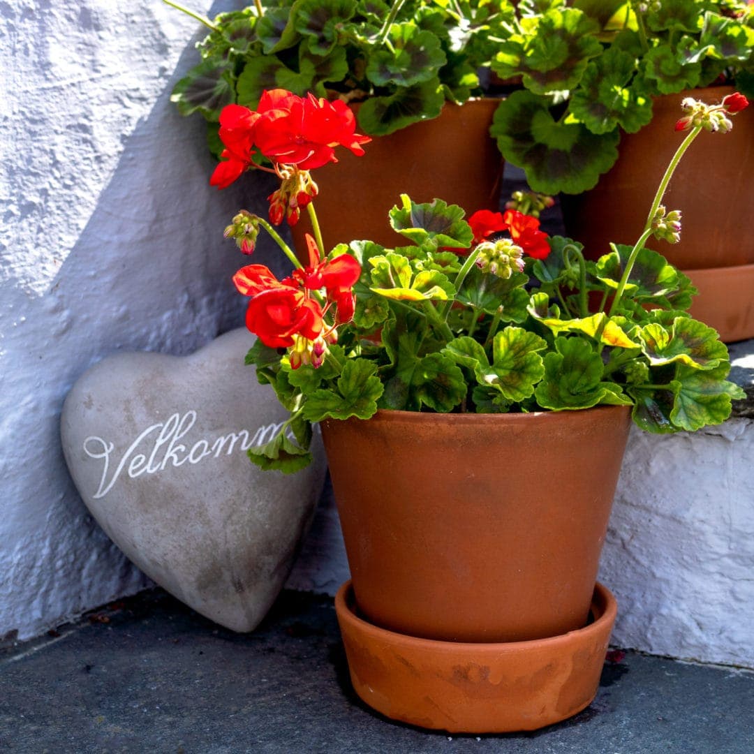 heart shaped stone with words Velkommen and a pot of red geraniums