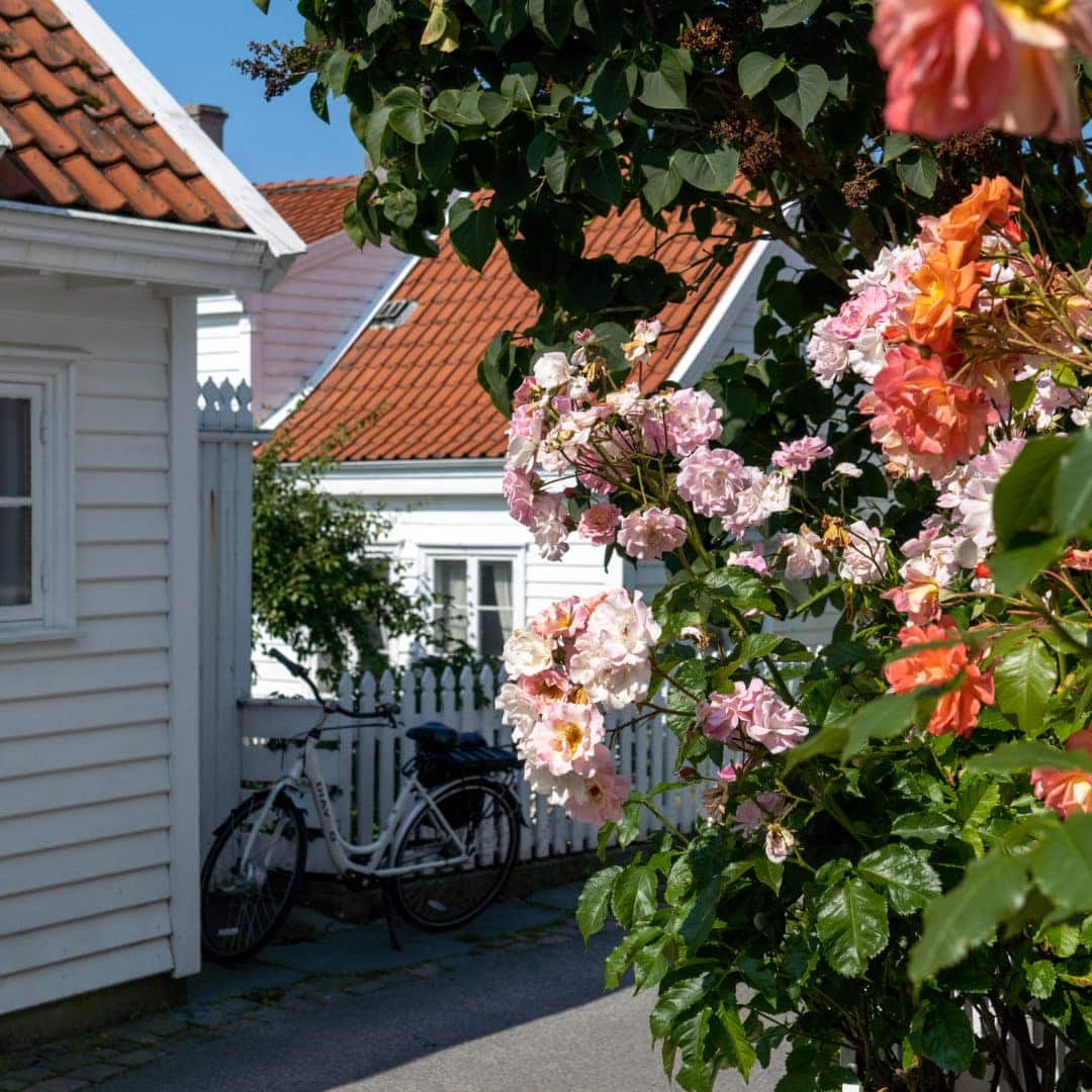 Roses in narrow street ith timber white houses 