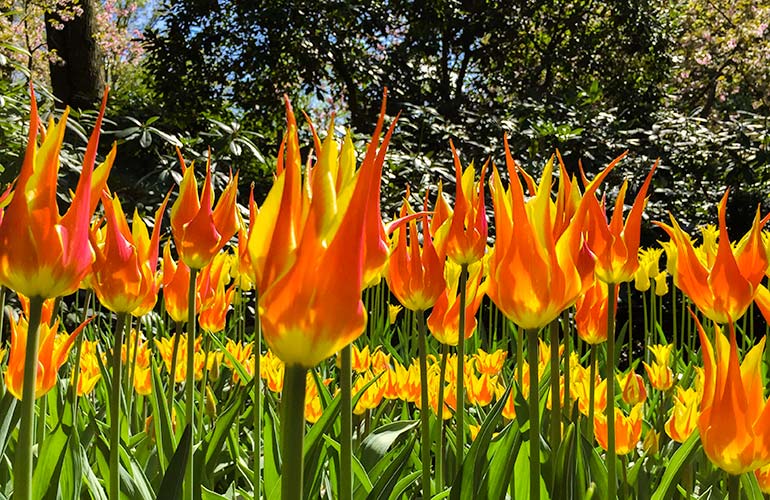 red and yellow tulips at keukenhof gardens 